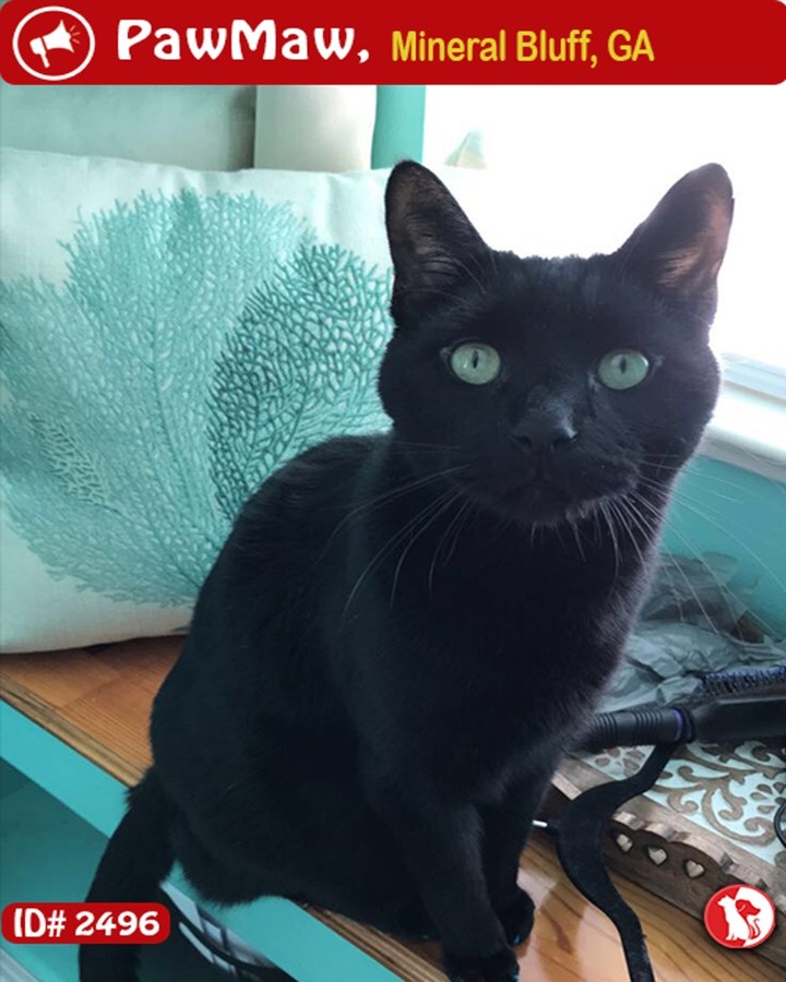 Share With the World !! BOO – A MALE CAT LOST Pet Details: Report