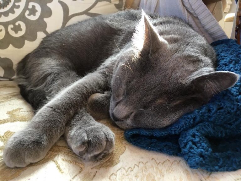 Sleepy Saturday. . .