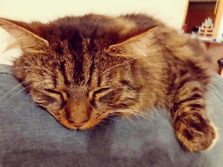 Sleepy cat.