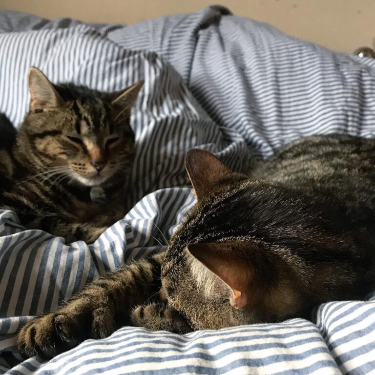 Sleepy caturday while I have to go . I think my bed is now their