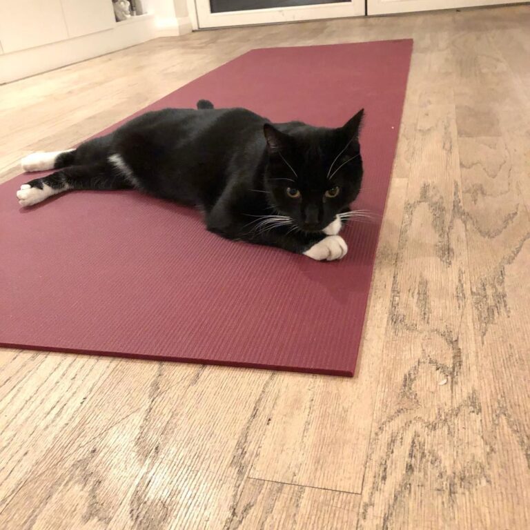 Somebody likes my new yoga mat!