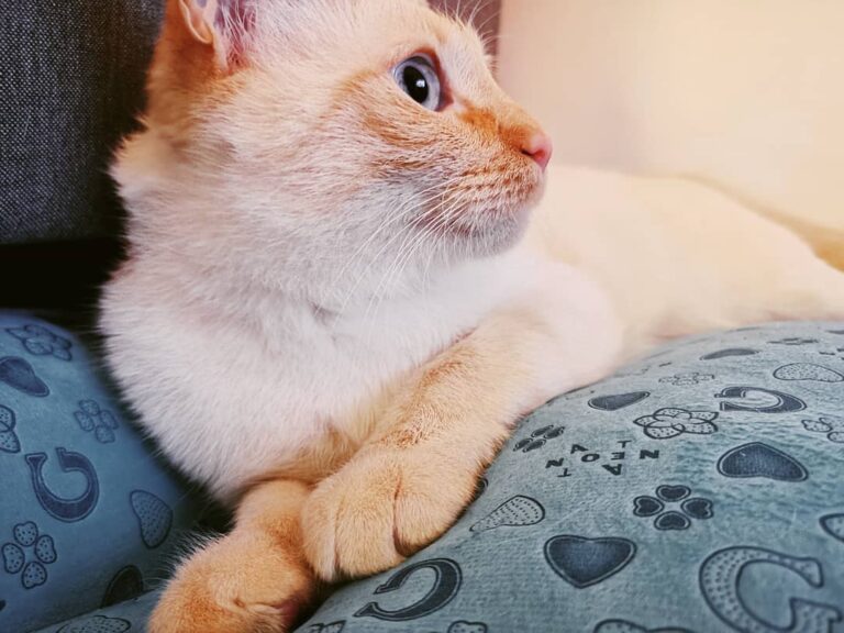 Spider-Cat while watching PS4 Spider-Man . . . . . . . .