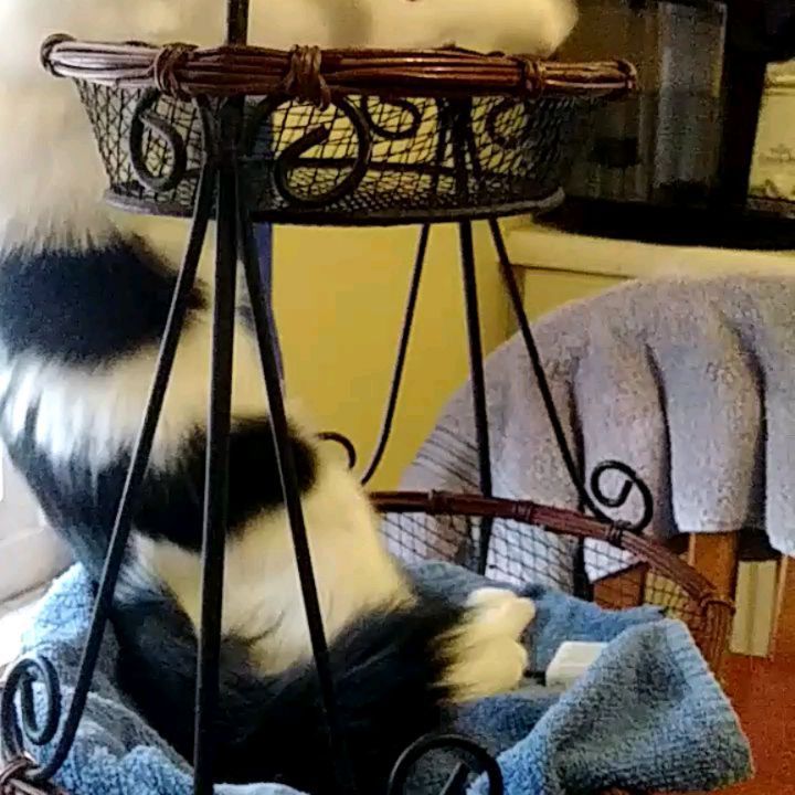 Starting Caturday out with a perfect parallel bar mount lol. MEOWZA!