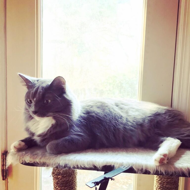 Cute Cat Moment