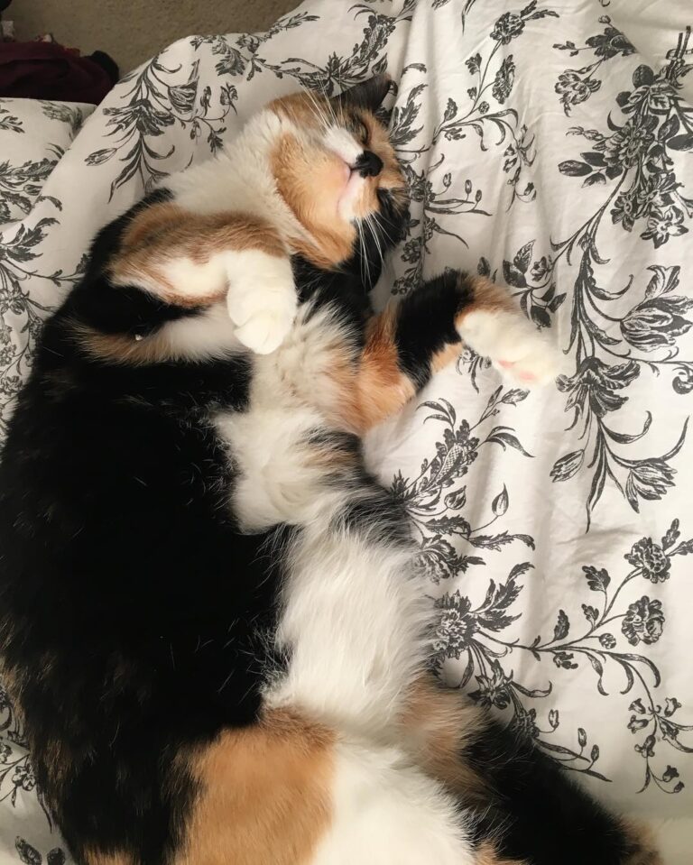 Cute Cat Moment