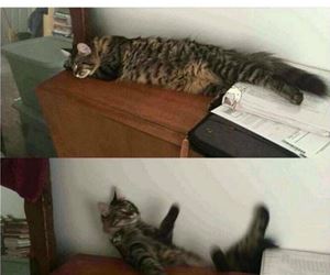 FunnyCatSite