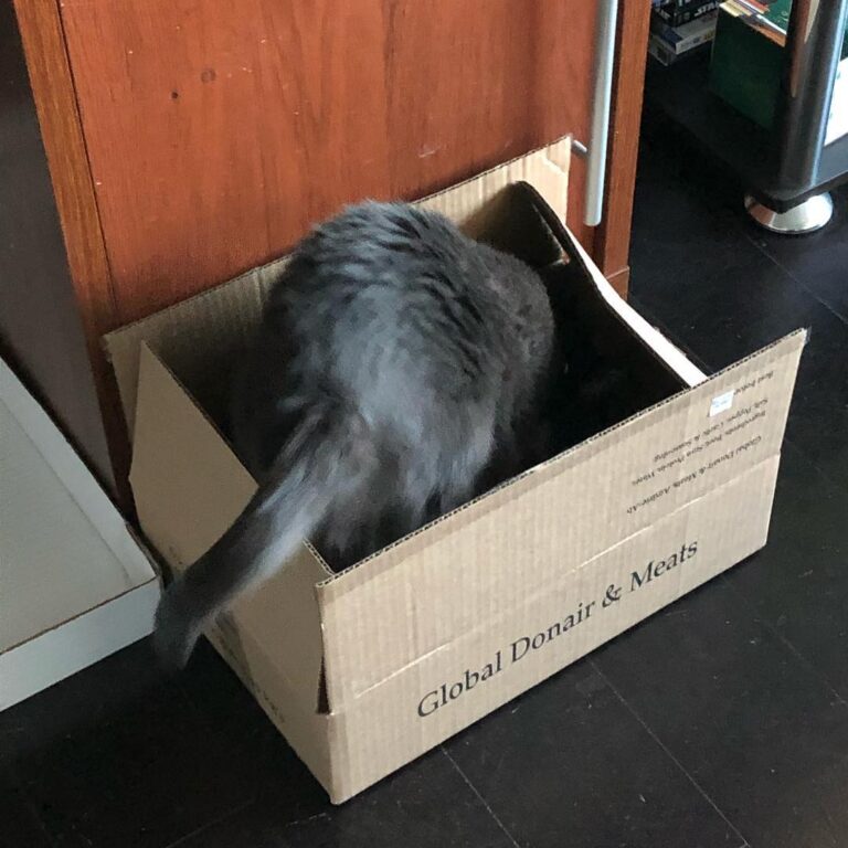 Thanks for the new box Meowmy! Buuuut I rather cuddle with you. .
