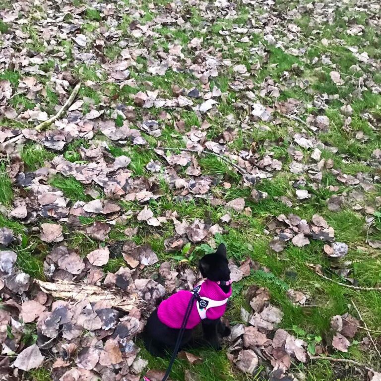“Thanks for the warm sweater, humans ”
