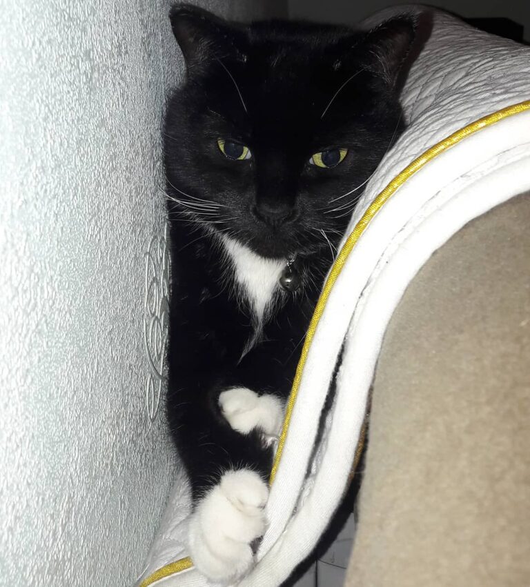 The lengths we go to to get the warmest spot in the house