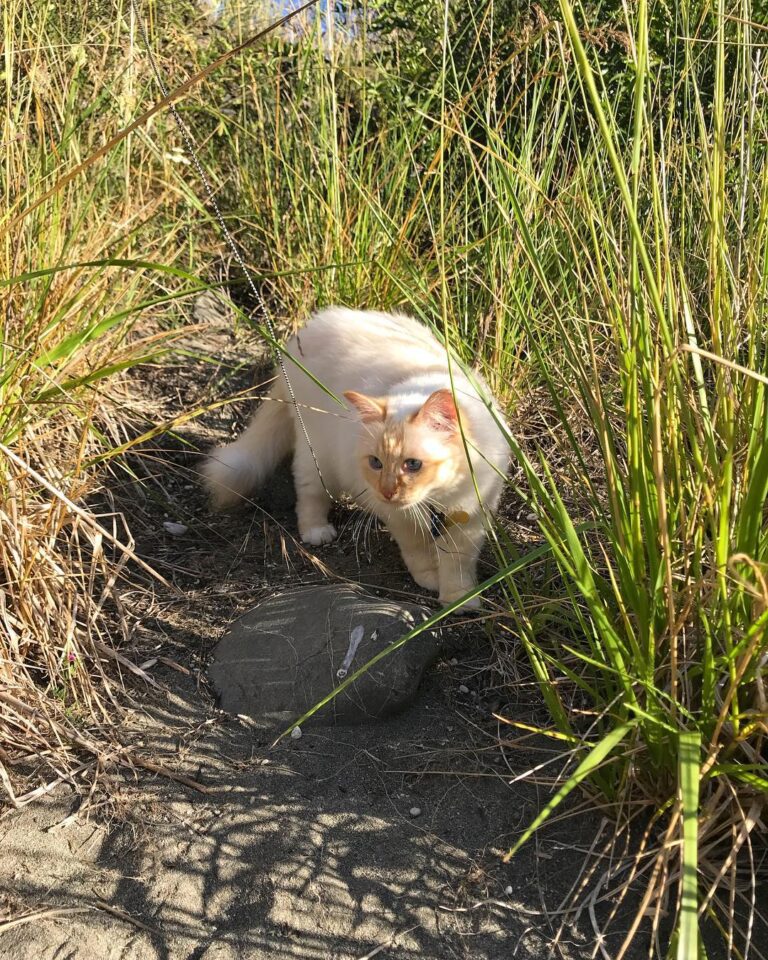 The lion is in the forest