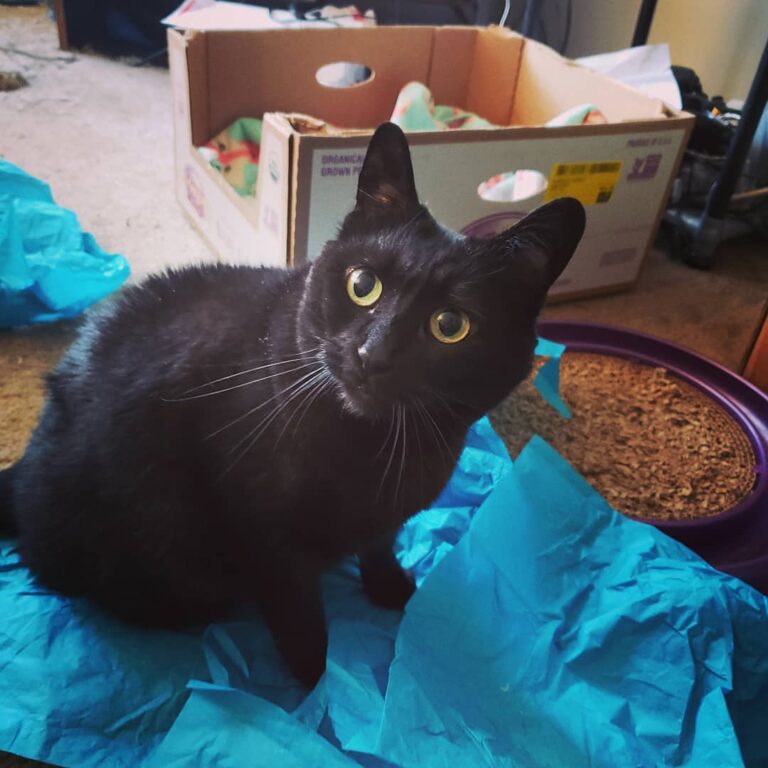 There is paper on the floor. I must sit on it. -Duchess