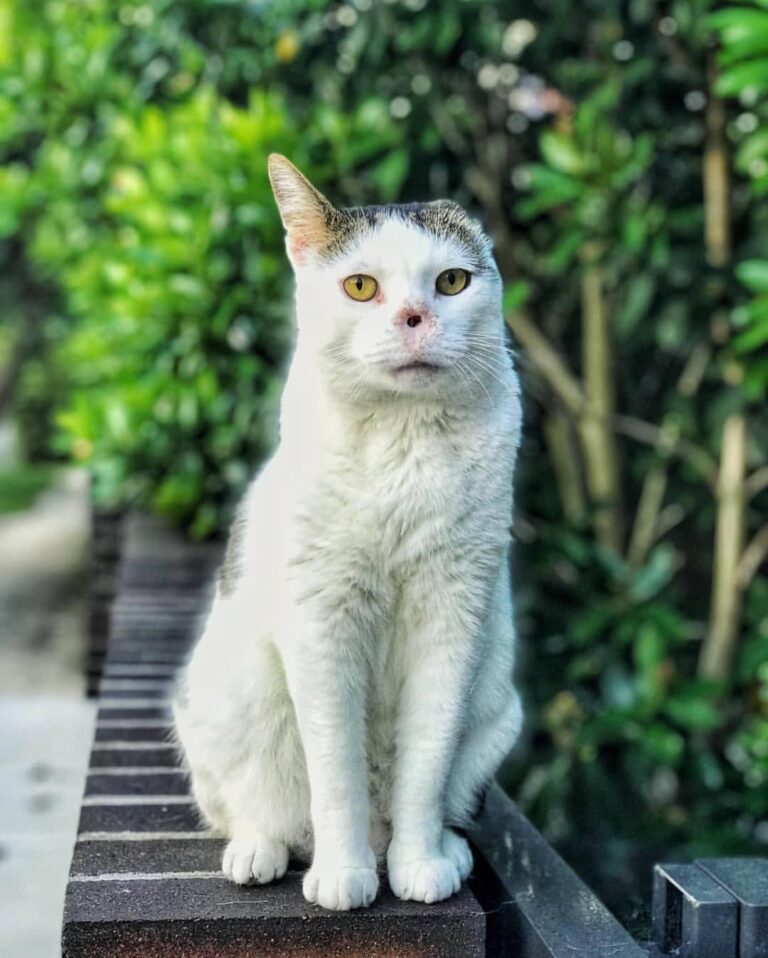 This little guy has no nose and is missing an ear, but is the
