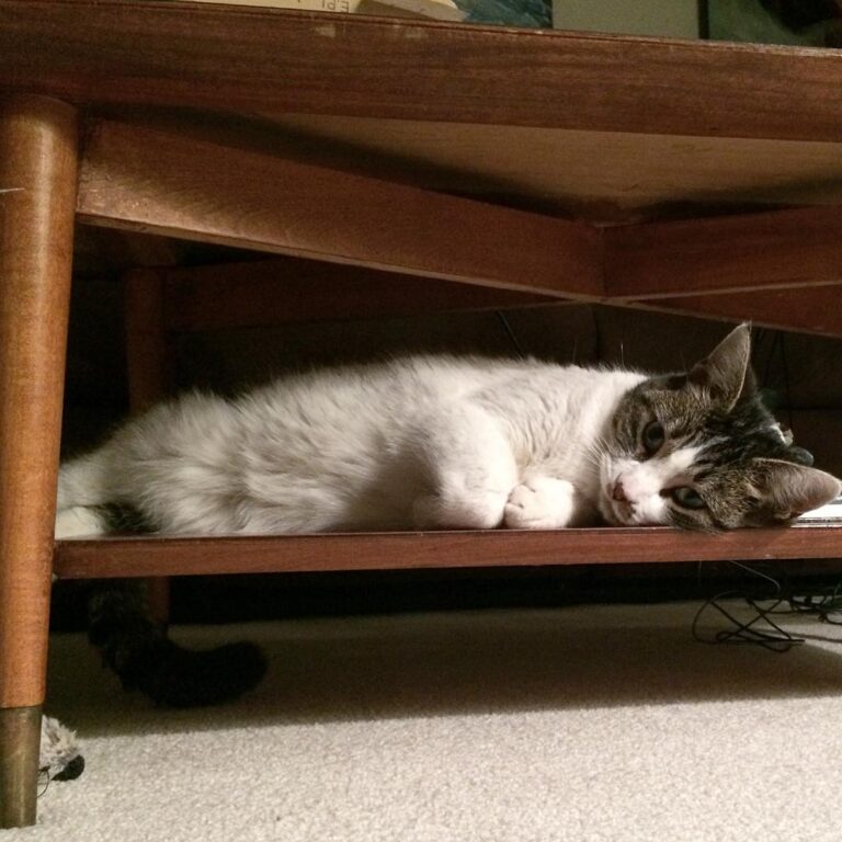 This seems to be a cozy spot for a nap. . . . . .