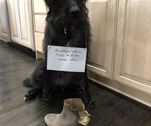 FunnyCatSite
