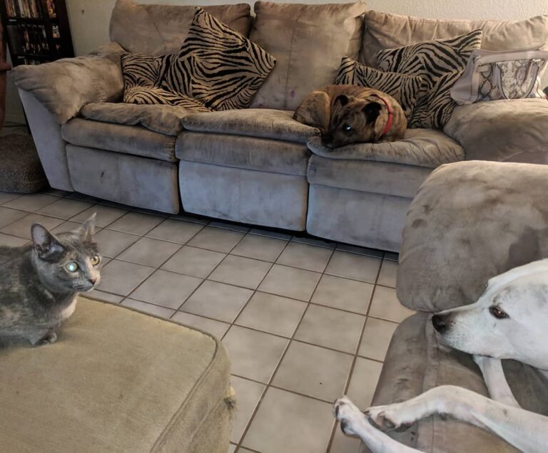 Triumvirate holding a house meeting