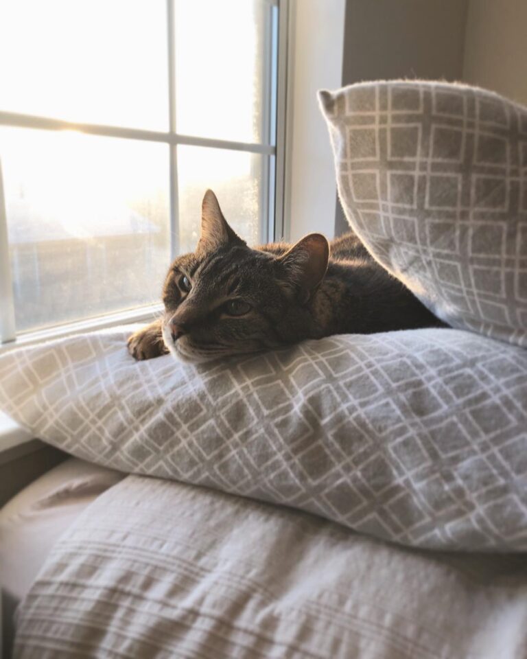 Tygr has decided the guest bed is his new favorite place to sleep /