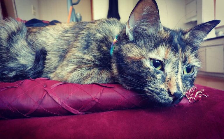 Update on Athena’s post spay recovery: She is doing quite well! She’s