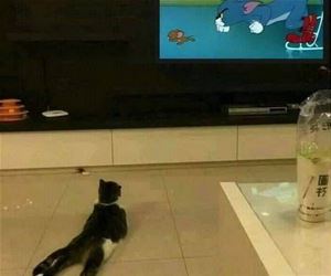 FunnyCatSite