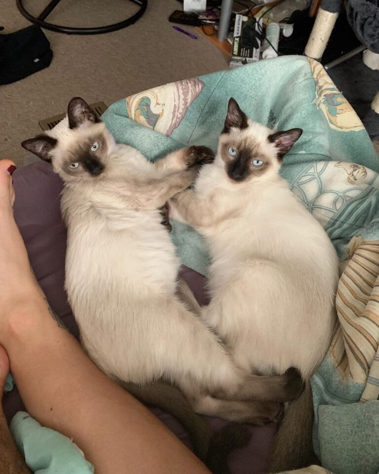 We wait for din din from our hoomans