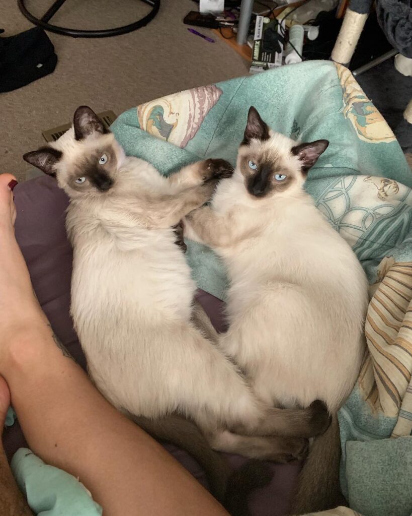 We wait for din din from our hoomans