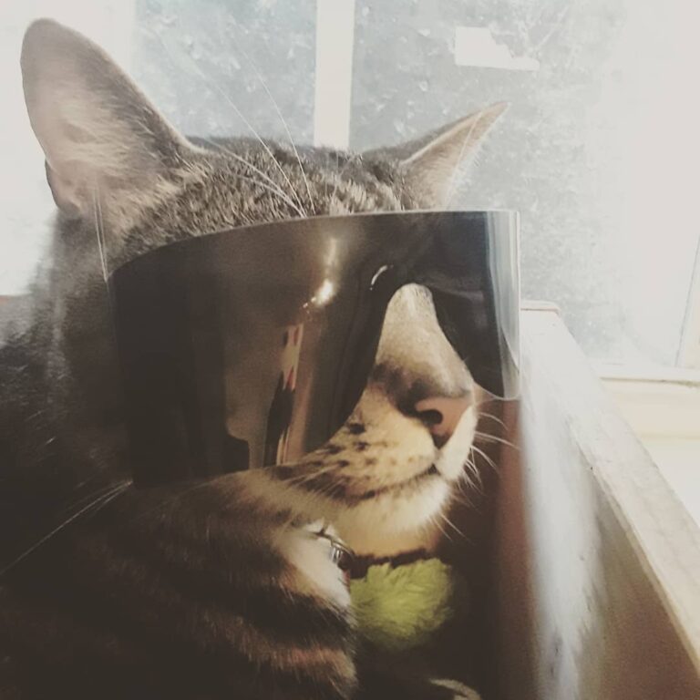 Welcome to my account, here I’ll have my human post pictures of me!