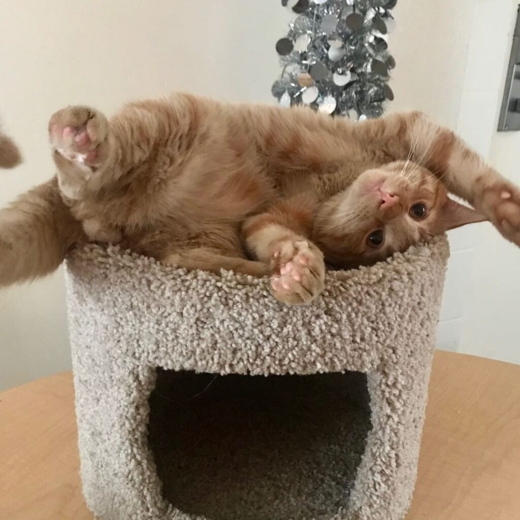 Welcome to the daily life of Oliver the Wilde Cat!
