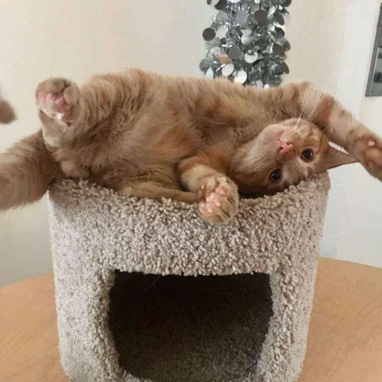 Welcome to the daily life of Oliver the Wilde Cat!
