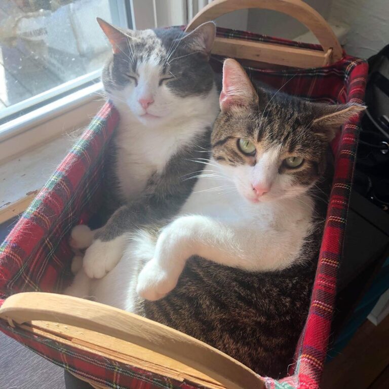 What a good Christmas present for the cats!