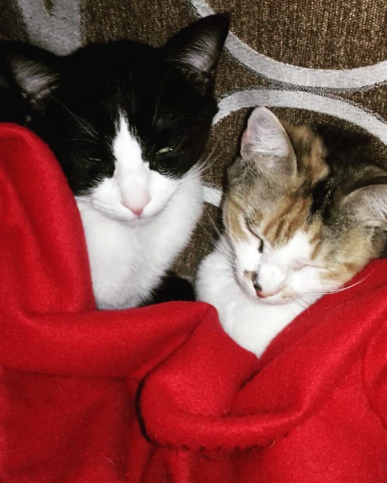 What a greater gift than the love of a cat #