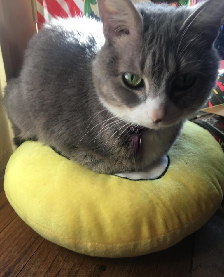 Who needs cat beds when you have an emoji pillow? ~Pawtner~