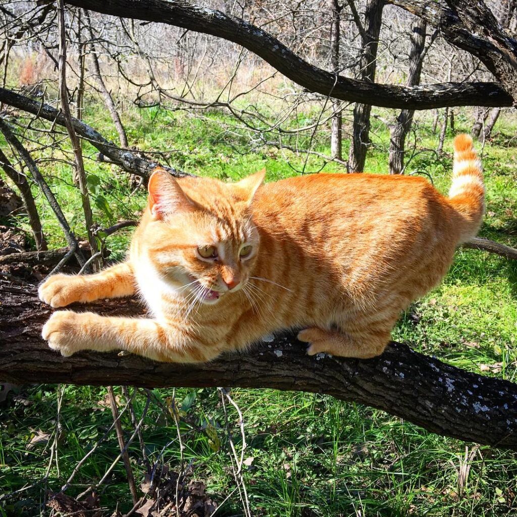 Wild kitty! Nope just Reyrey tagging along.