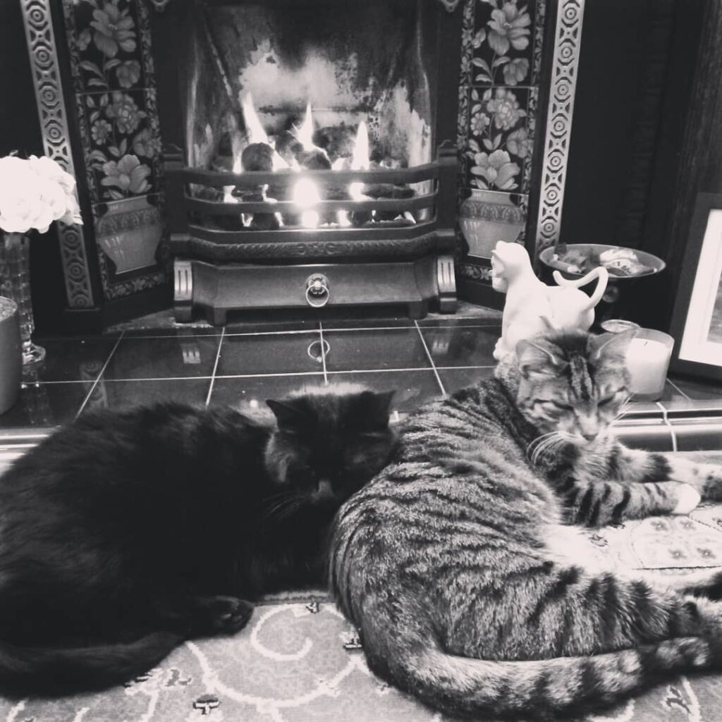 Winters kicking in and the cats are loving the fire .