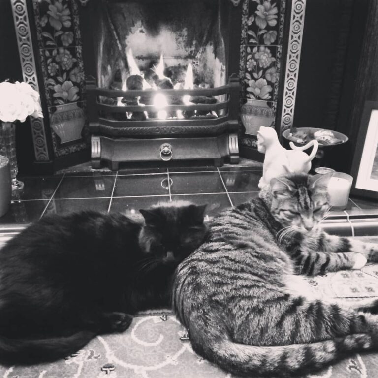 Winters kicking in and the cats are loving the fire .