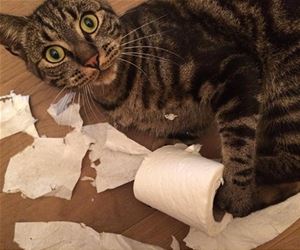 FunnyCatSite