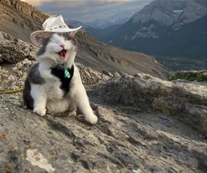 FunnyCatSite