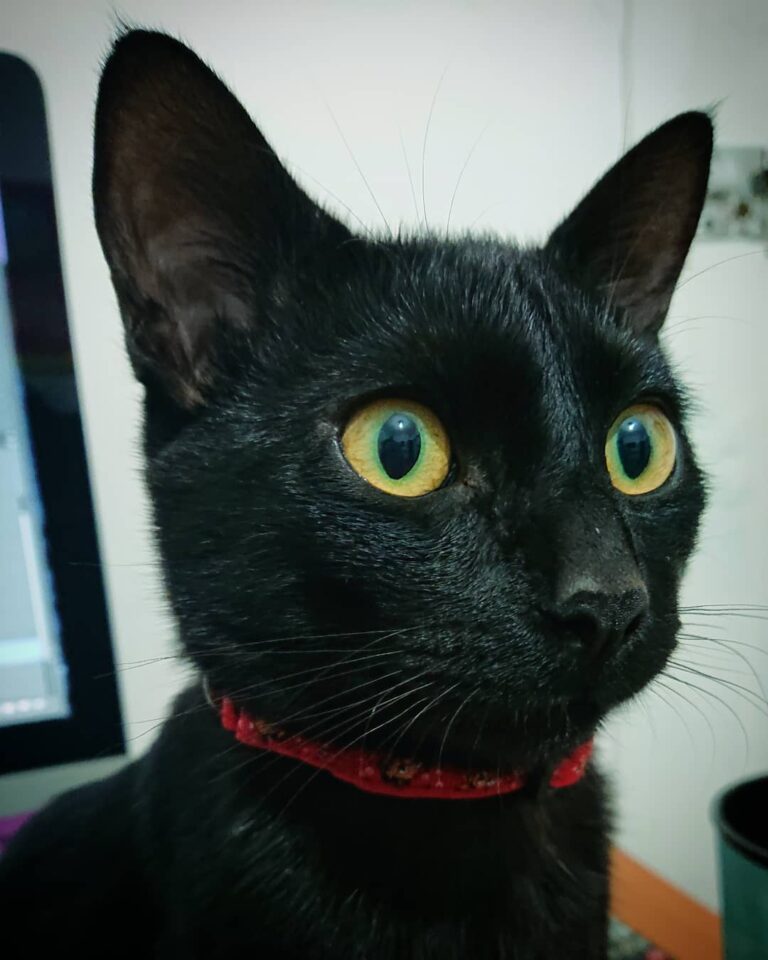 Your words are my command Lord Catsious *Sus palabras son mis órdenes