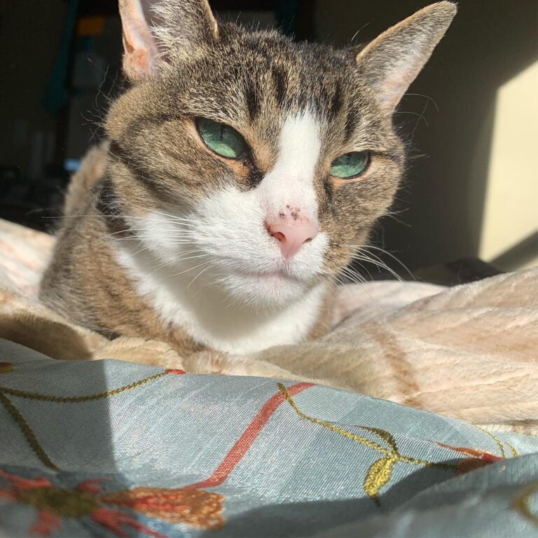 A beaut .
