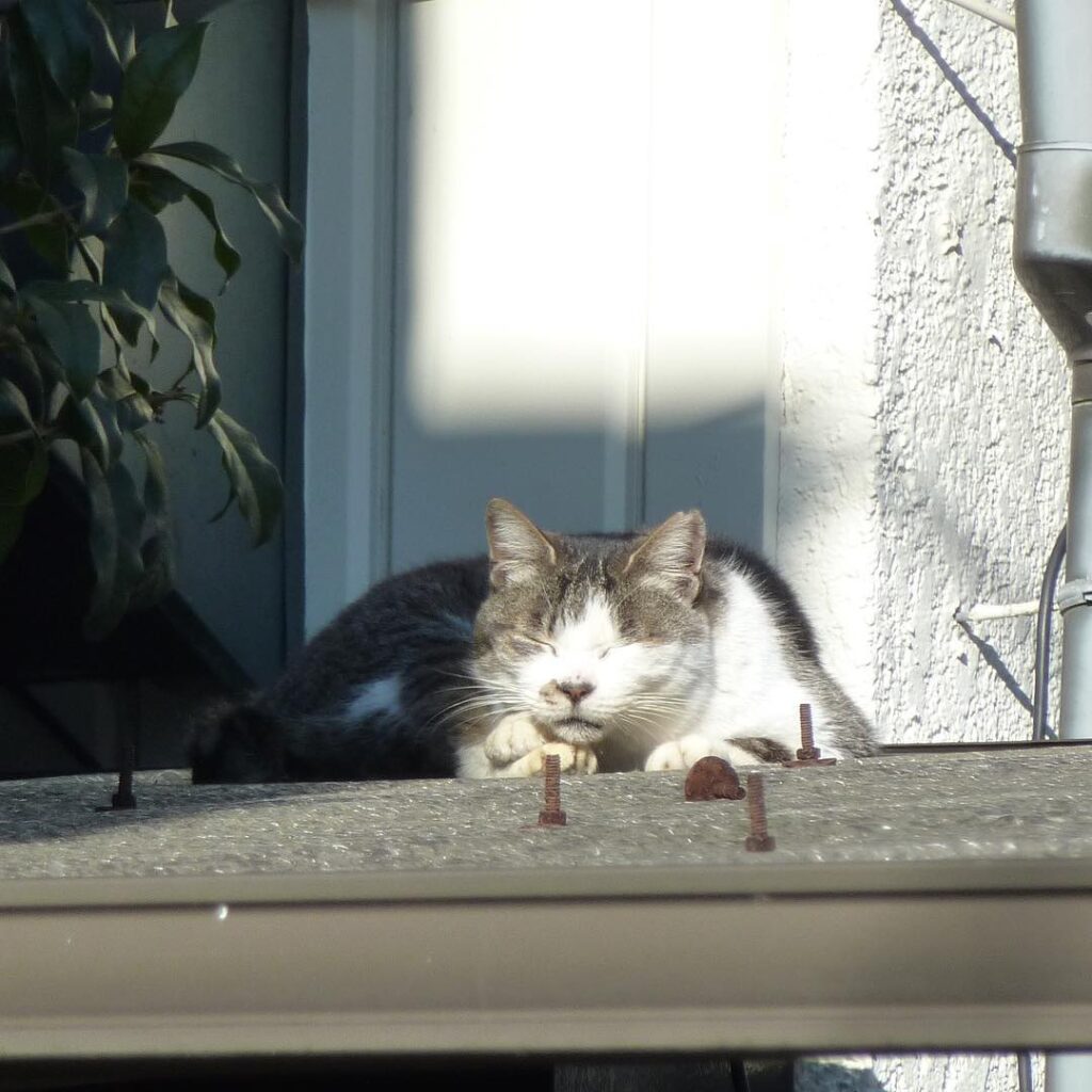 Ât #ねこ #ねこ部 #ねこ歩き #ねこら部 #ねこ #ねこ好き #ねこスタグラム #ねこすたぐらむ #街猫 #街ねこ #街ネコ