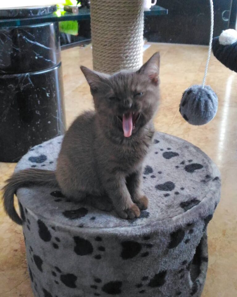 Cute Cat Moment