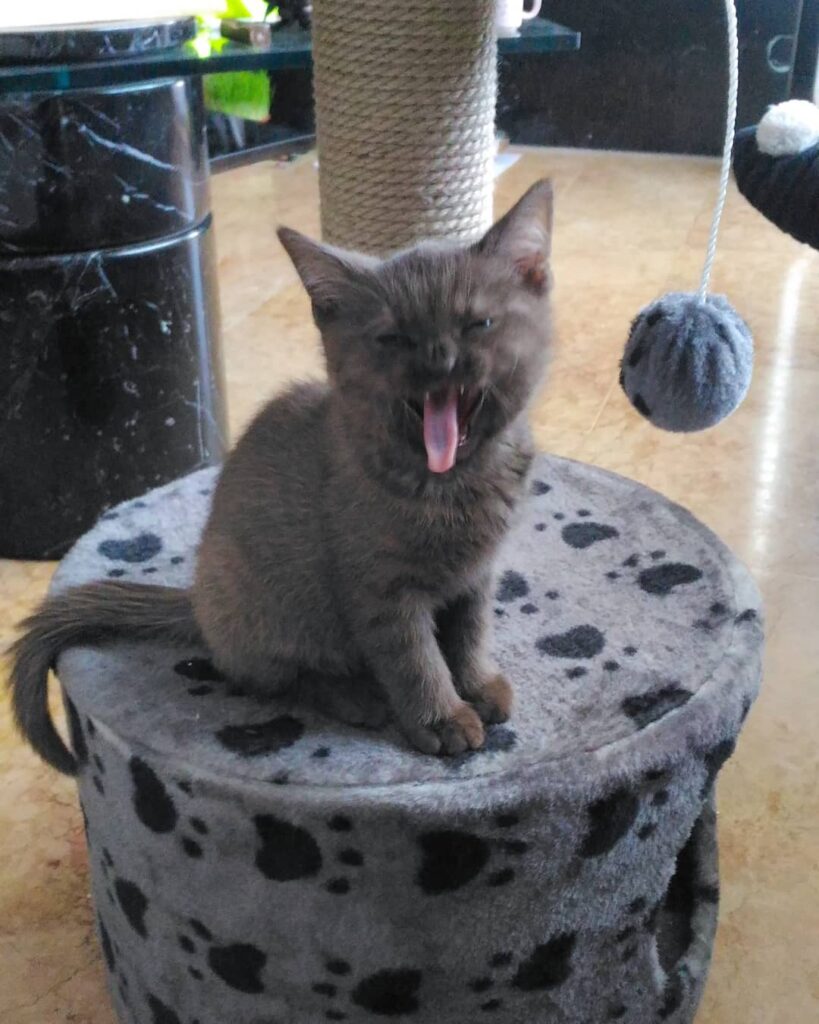 Cute Cat Moment