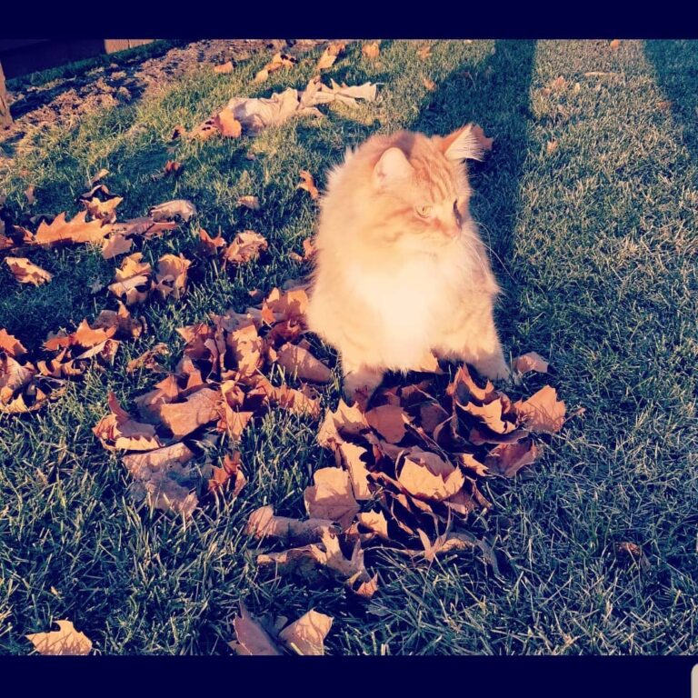 Cute Cat Moment