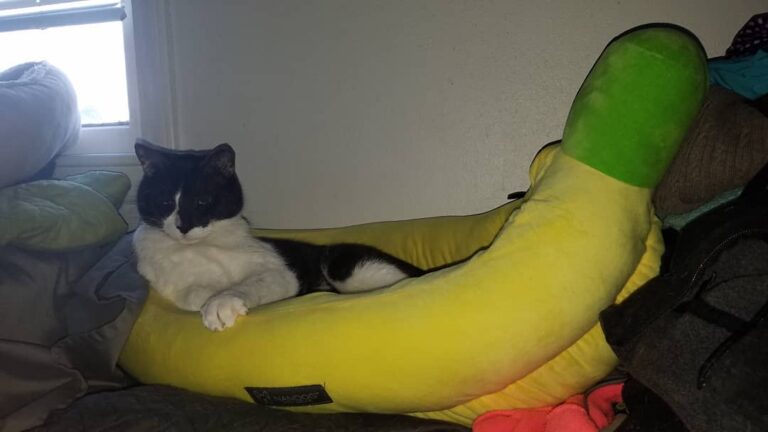 This week brings you the cats in their giant banana.