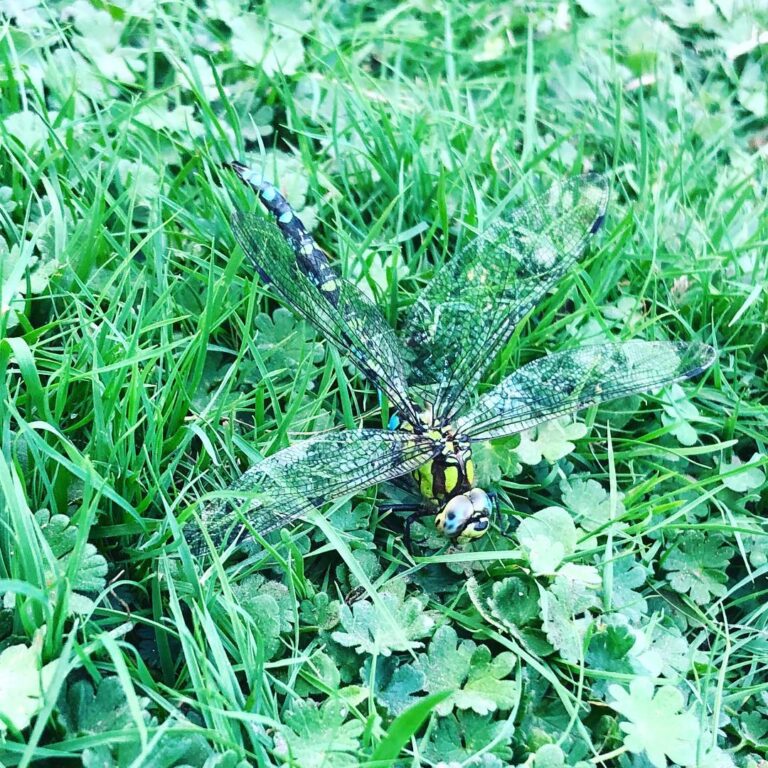 Dragonfly