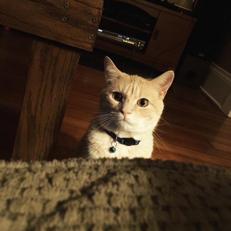 Hooman get up