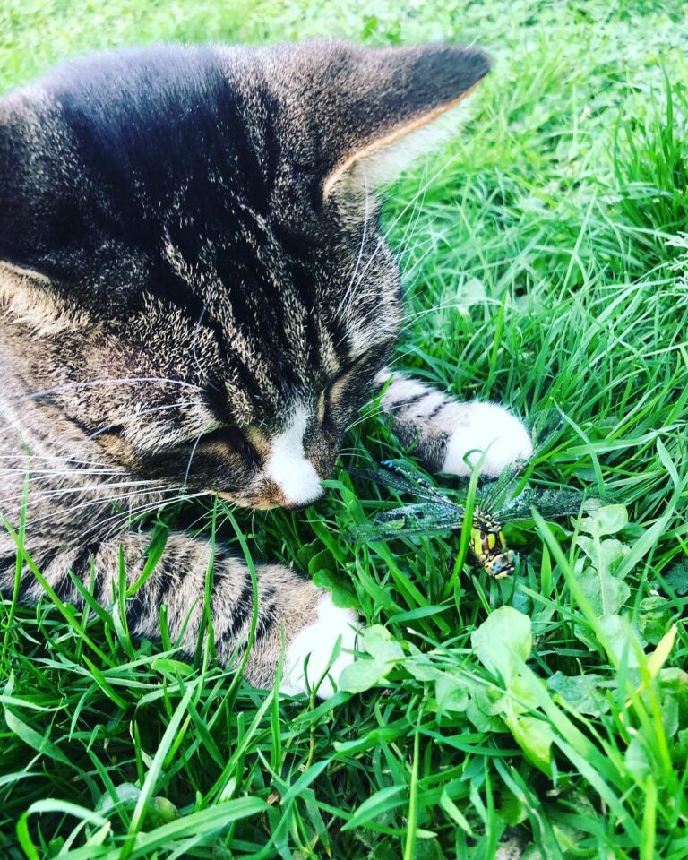 Kitty and dragonfly