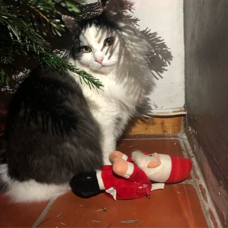 Petit papa noël