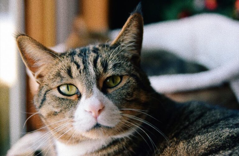 Pickle’s the cutest – – – #
