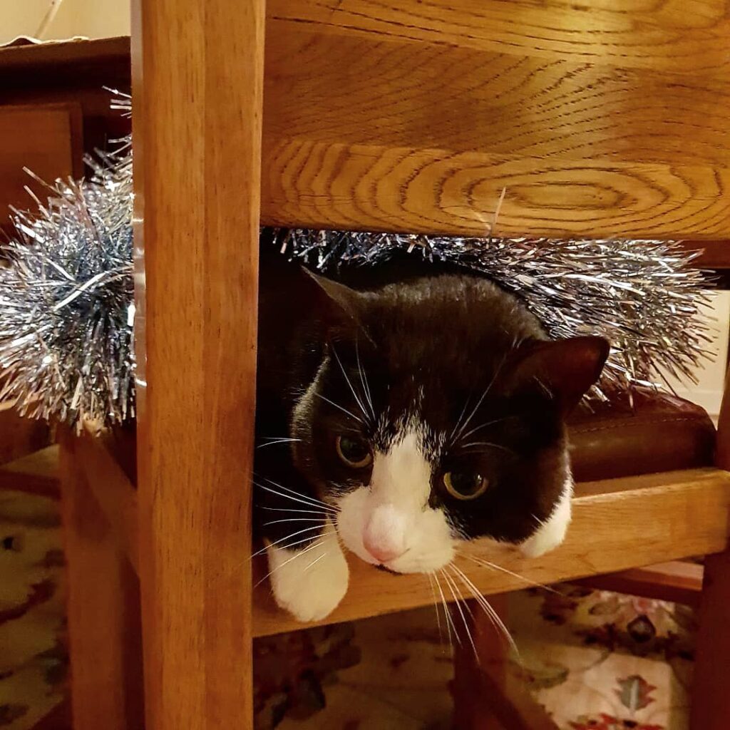 Tinsel cat is what we in the business call… Big Mad