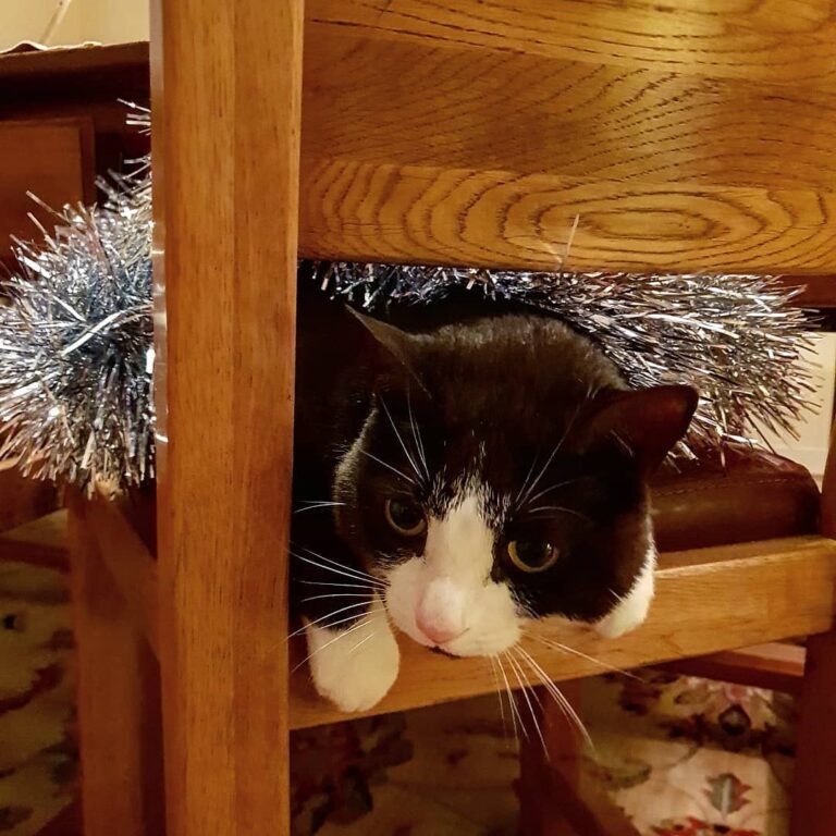 Tinsel cat is what we in the business call… Big Mad