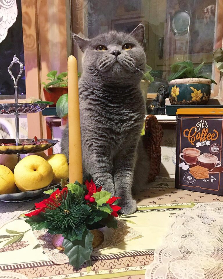 Давно не было тут моей Нюси #безкотаижизньнета Сплюша моя Тоже